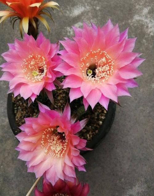  #仙人球的品种#仙人球养开花，花瓣寓意“幸运”，两个小要求，一下能开6朵花