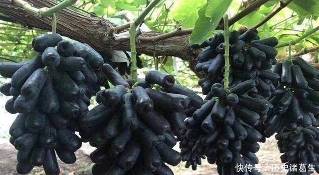  全家■此树冻不死，插土就活，庭院种3棵，来年结果200斤全家吃