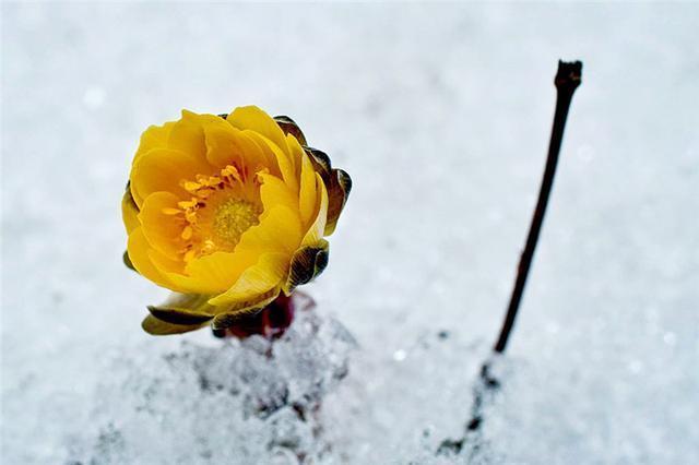  【雪一】世界上有一种花美如精灵，盛开在雪地里，雪一融化它就凋谢