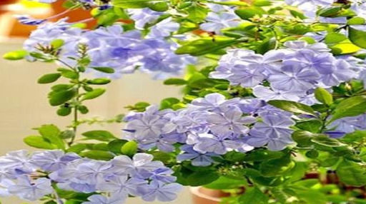 慎养|这种花天天猛晒,一盆开花千百朵,家里采光不好的“慎养”!