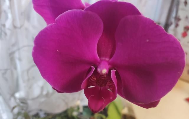  「花期」蝴蝶兰这样浇水,花期开完还能开,轻松爆盆,再也不用怕烂根黄叶