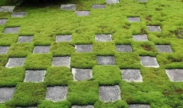  『景观』地被植物配置技巧