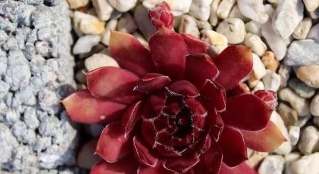  发根|夏天服盆期的多肉，要想发根快，少用这种人人喊好的土壤