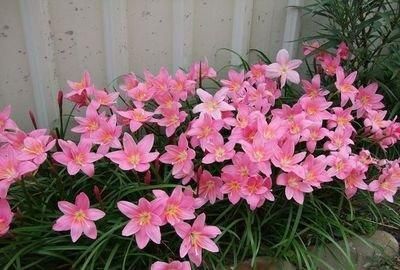  「要给与充足」此花开花量繁多，花期长，长势茂盛，妩媚妖娆，人见人爱，太美了
