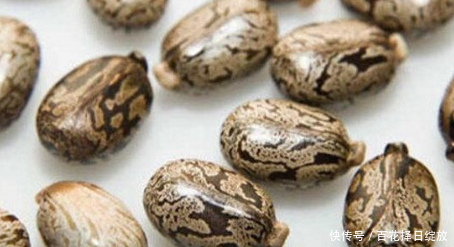 它的根和叶不能吃，果实还有毒性，市场缺口却巨大，种植前景可观