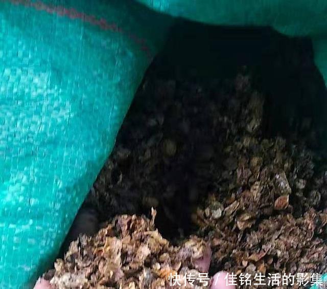 #芦头#怎样使用花生壳养兰花