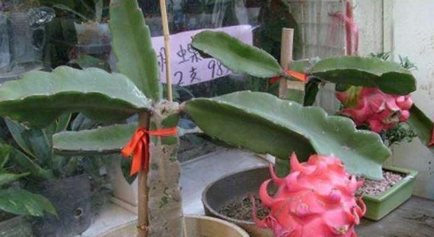  果核就@这“2种果核”不要丢，埋土里就是“宝”，7天发芽，来年能结果！