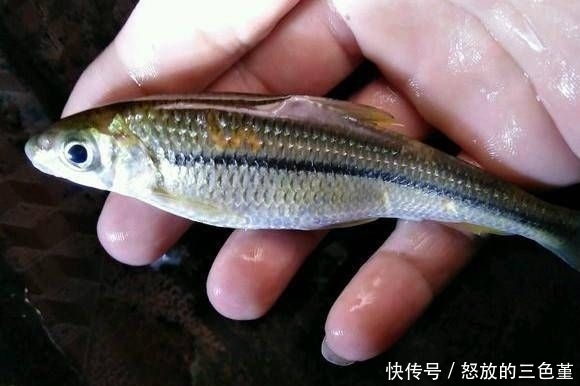  「钓友」山涧中垂钓哪有什么大鱼，有这种小鱼就不错了，不过这是什么鱼？