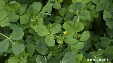 这类农民拿来喂猪的野菜,能美化肌肤,减肥瘦身,你见过吗?