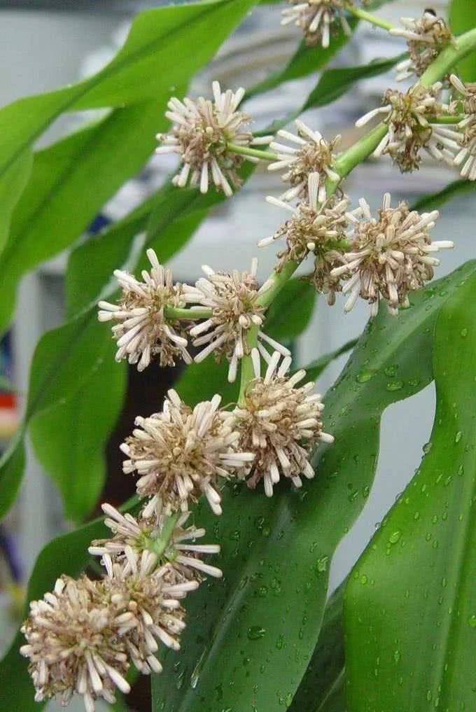  『龙血树』每日植物|龙血树