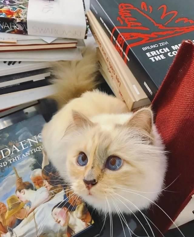  宠物■老佛爷过世一年后，那只承继了21亿财产的猫如何了？人比不上猫...