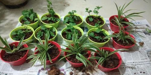  『盆栽植物』我用这方法扦插繁殖了几十盆的植物，薄荷、吊兰轻松培育