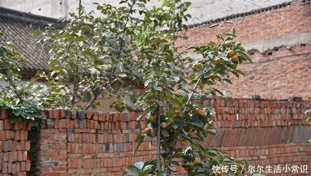  「玉米」国庆假期里的河南乡村，柿子挂满枝头，街道被玉米占领