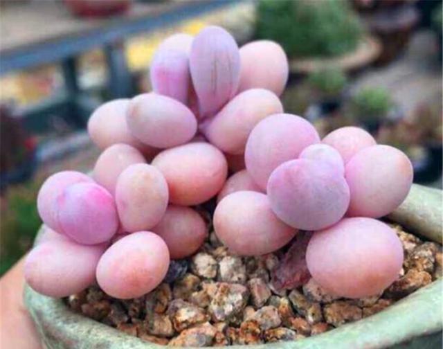 粉嫩|多肉桃蛋上色全靠1个“虐”字,狠心一点,叶片饱满,颜色粉嫩