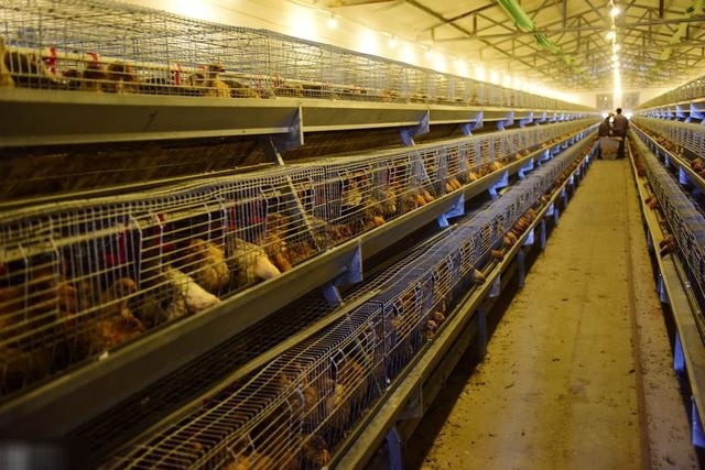  「养殖户」未来五年的养殖发展方向