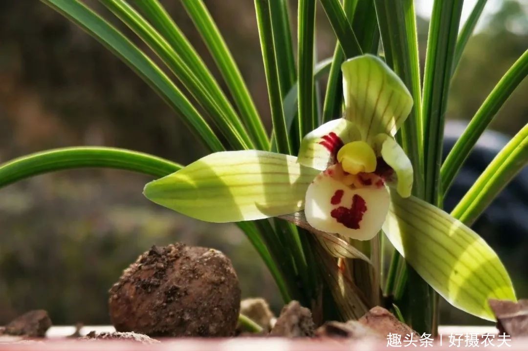 『春兰』不同的兰花授粉后,第二年会开出好花吗
