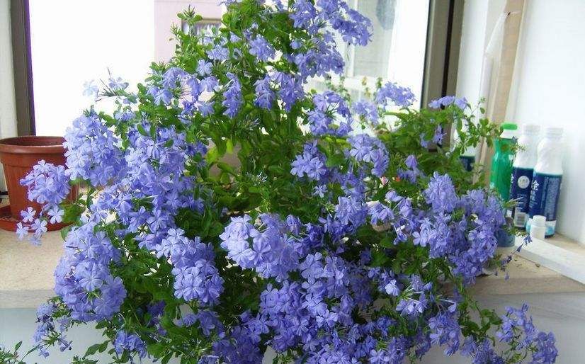  #开花#最爱爆盆的开花机器矮牵牛,夏天做好“4个多”,只见花朵不见叶