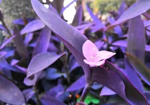  #草花#盆栽、地栽、水培都容易活，紫竹梅不愧为最好养的草花