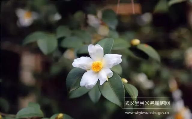 远离城市喧嚣！这个男人在黄陂建了座花海庄园，堪比“世外桃源”