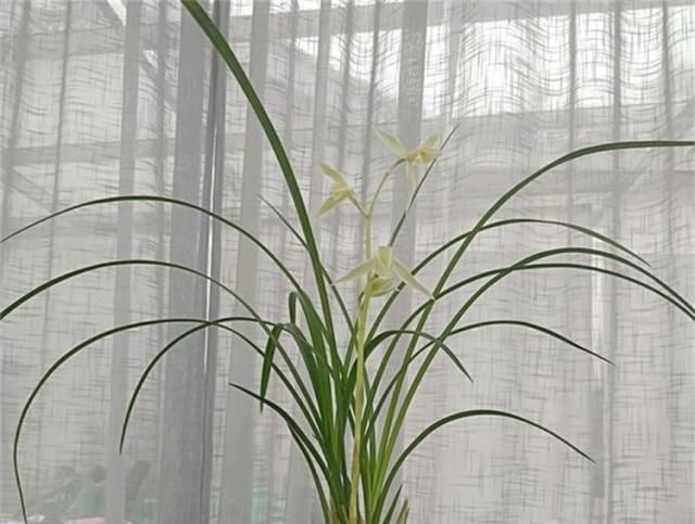 『牢记』养兰花,牢记“欲速则不达”,易长旺开花