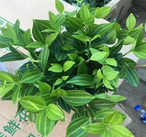  盆栽|客厅放上这8种植物，空气变好了，家人身体越来越健康！