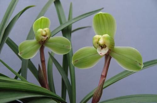  「紫藤花」喜欢菊花，就养盆“菊中精品”一文嵩，花似金龙捧珠，高贵大气