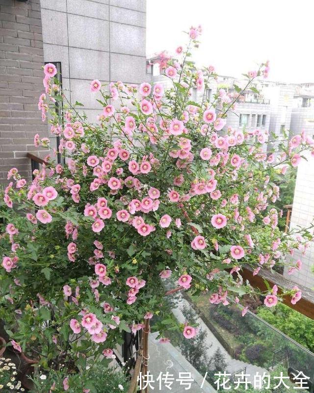  『花儿』4种花，是好养的“开花机器”，阳台养一盆，花儿天天开爆盆