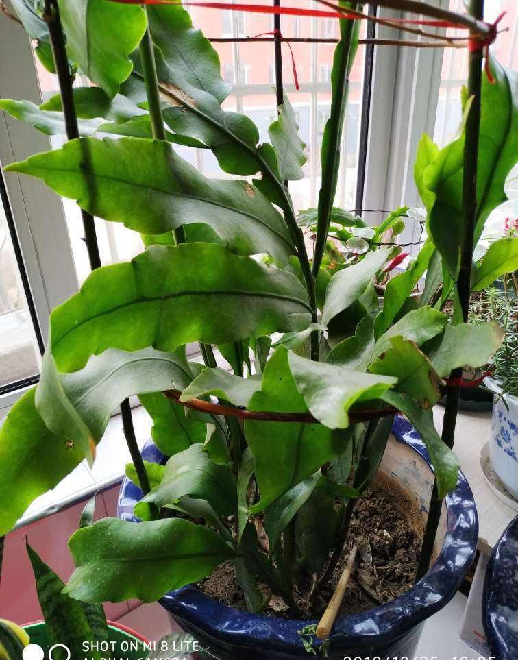  家里：昙花切一截重要部位插土里，今年就能开花，神秘幽香惹人醉！