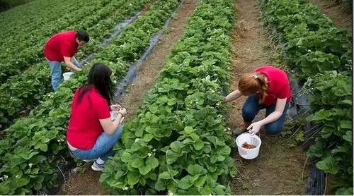香蕉也发现针头！事态严重升级，疑似有人报复袭击！澳政府悬赏！