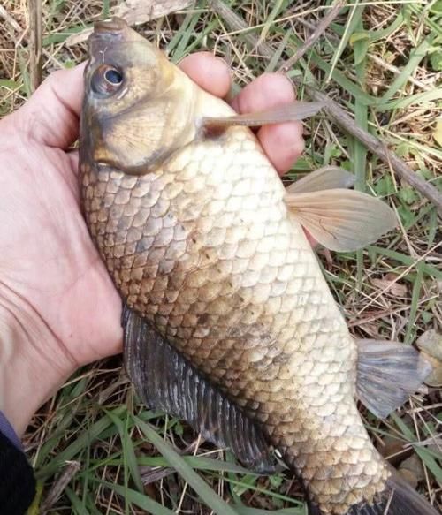 「聚鱼」都知道打窝才能聚鱼，但打窝时犯了这5个错，百分百没鱼进窝