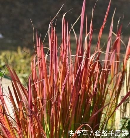 \＂l1\＂: \＂不要再送花束了，换个百搭的花盒吧\＂这东西，人称“血草”，名字吓人却是一“宝”，野外遇见，请珍惜