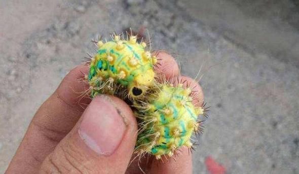 农村有种虫子不好惹，俗称“洋辣子”，蛰一下疼三天，有啥办法？