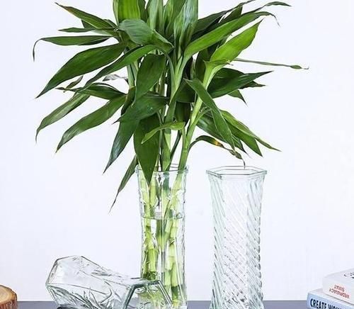  [四季常青]水培富贵竹黄叶该怎么处理？用上1种药，可保枝叶四季常青