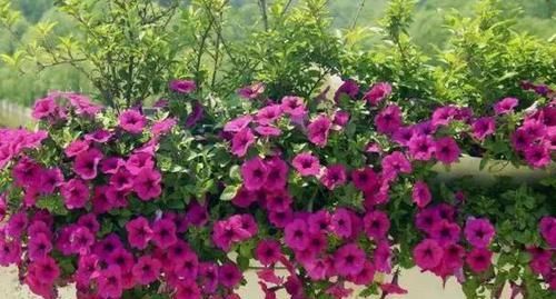 「高温」这“2种”花,高温天也能“花开不断”,让你整个夏天都有花可赏