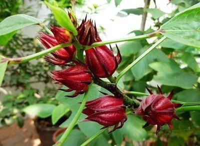  玫瑰：玫瑰茄，又名洛神花，花十分美丽，有“植物红宝石”的美誉