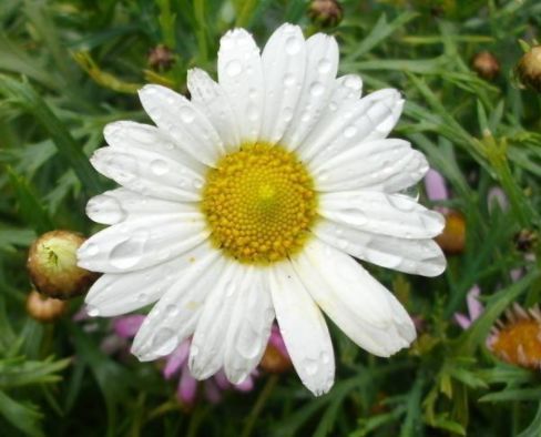  「家里」家里阳台种这些花朵，不用太管就能变花海，开花轻松爆，绚丽多彩