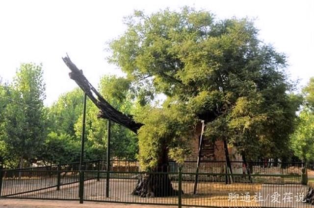 唐宗种下一“神树”，枝繁叶茂千余年，寺庙改建，一场雷击变朽木