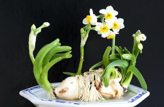家里@家里养这“4种花”,阳台变成“花海”,寓意:好年景、吉祥