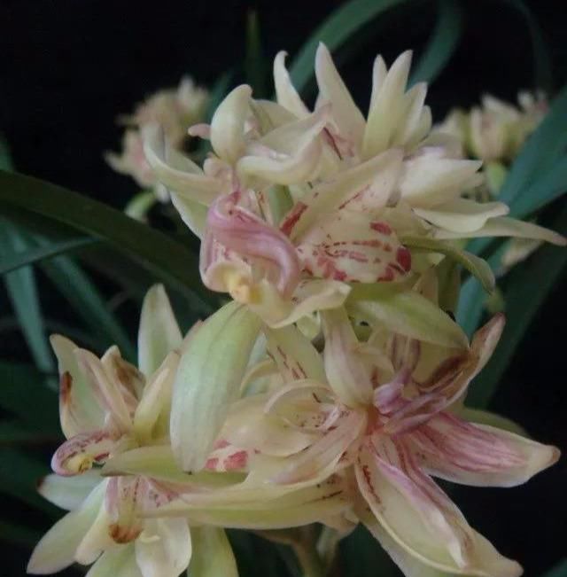  『便宜』这款兰花,花型俏丽,姿态优雅,便宜还好养,是家居盆栽的首选!