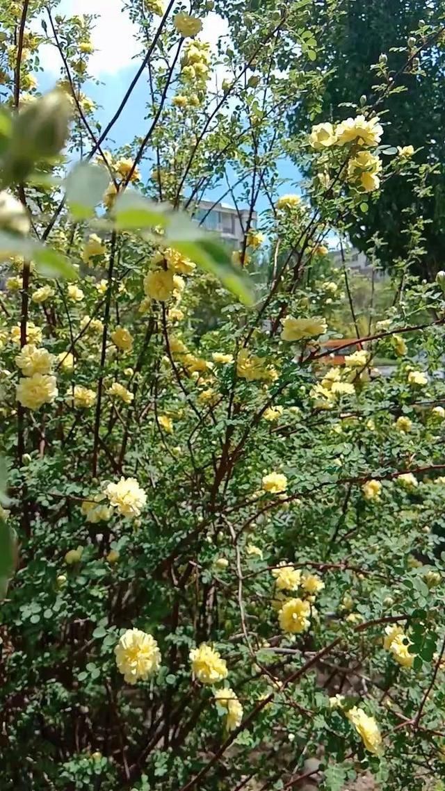  『柔美』一丛灌木开出柔美金黄花，仔细一瞧，原来是蔷薇花的亲戚