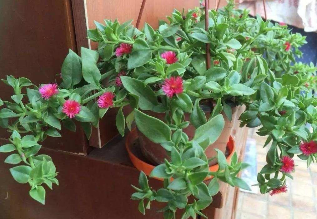  生机|牡丹吊兰的一碰就掉，做好这几点，让其重新恢复生机！