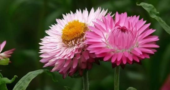  『喜欢』喜欢菊花，那就养盆“麦秆菊”，花色鲜艳，绚丽多彩，观赏性价值极高