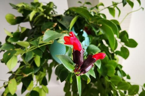  「花香」家养这几款花，好看好养颜值高，轻盈飘逸，花香沁人心脾，美