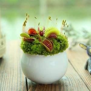 「美化环境」乡间趣事!一种会“吃虫”的草,种在家中,不仅可以美化环境,还能捕捉蚊虫