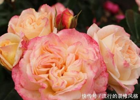 『粉嫩』新手养花,不如养盆花中精品“协和玫瑰”,花开粉嫩,妩媚高雅