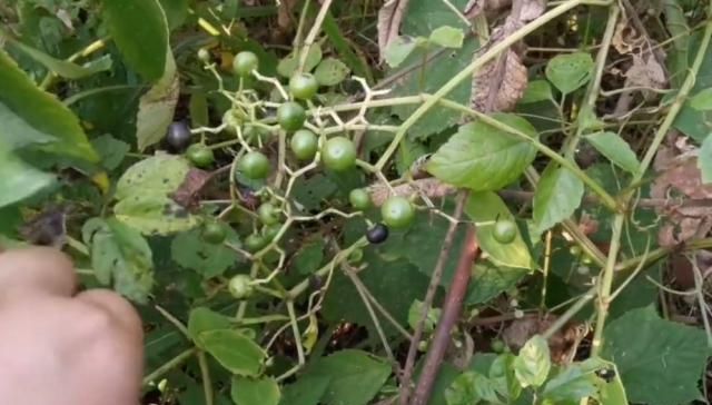  关节痛：农村山坡一种“五爪龙”，果实像野葡萄，挖根泡酒能治