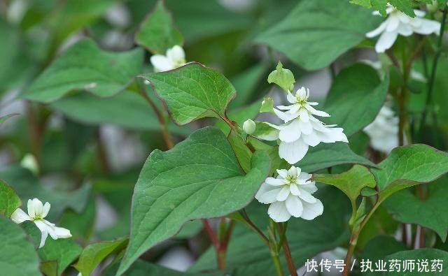 鱼腥草被誉为植物抗生素,药用价值高,但长期