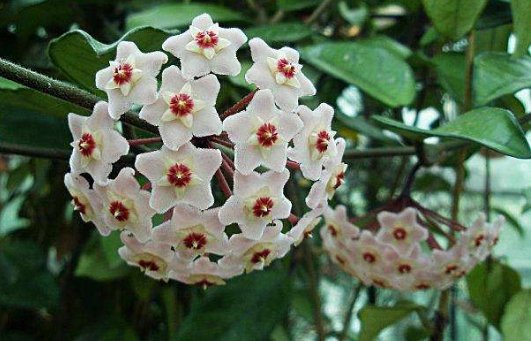 『美轮美奂』阳台养这几款植物,耐旱易打理,花色美如胭脂,花开美轮美奂,艳