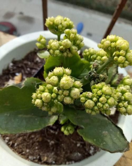  #图片作者#长寿开花不过瘾，学会1招，花苞多的能盖叶！