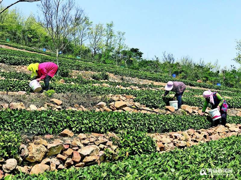  『春茶』青岛海青镇春茶大量上市 茶农迎来收获黄金期